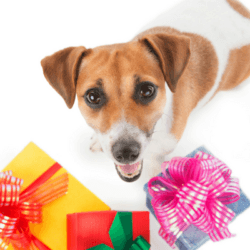 gifts for your dog